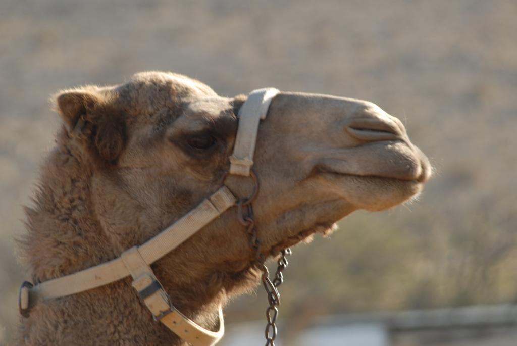 Vila Negev Camel Ranch Dimona Exteriér fotografie