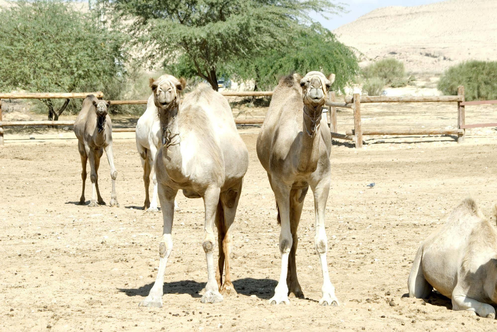 Vila Negev Camel Ranch Dimona Exteriér fotografie