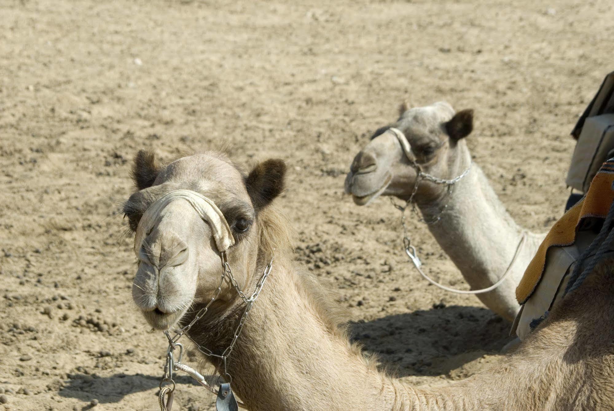 Vila Negev Camel Ranch Dimona Exteriér fotografie